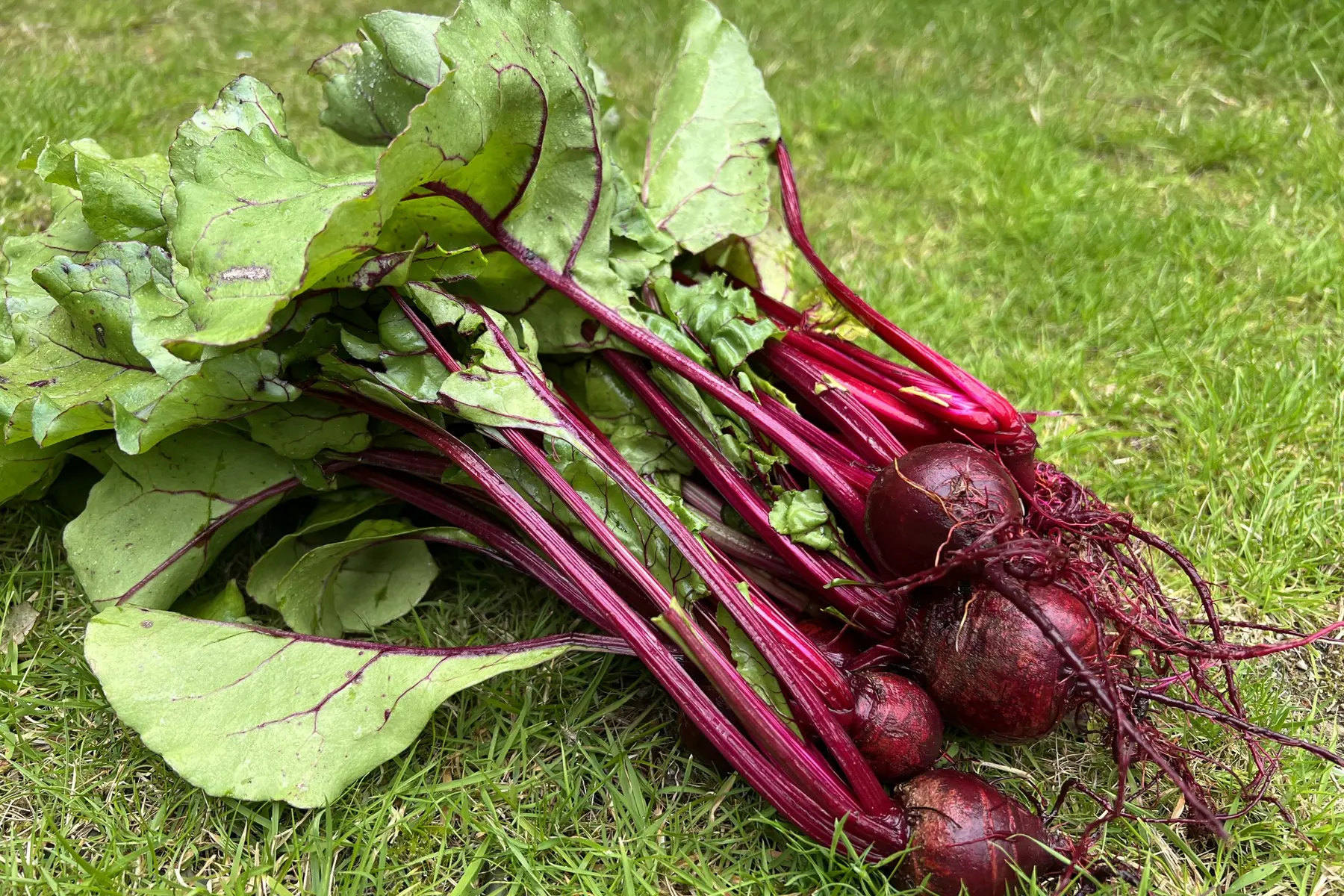 the alt pulled from the media libary